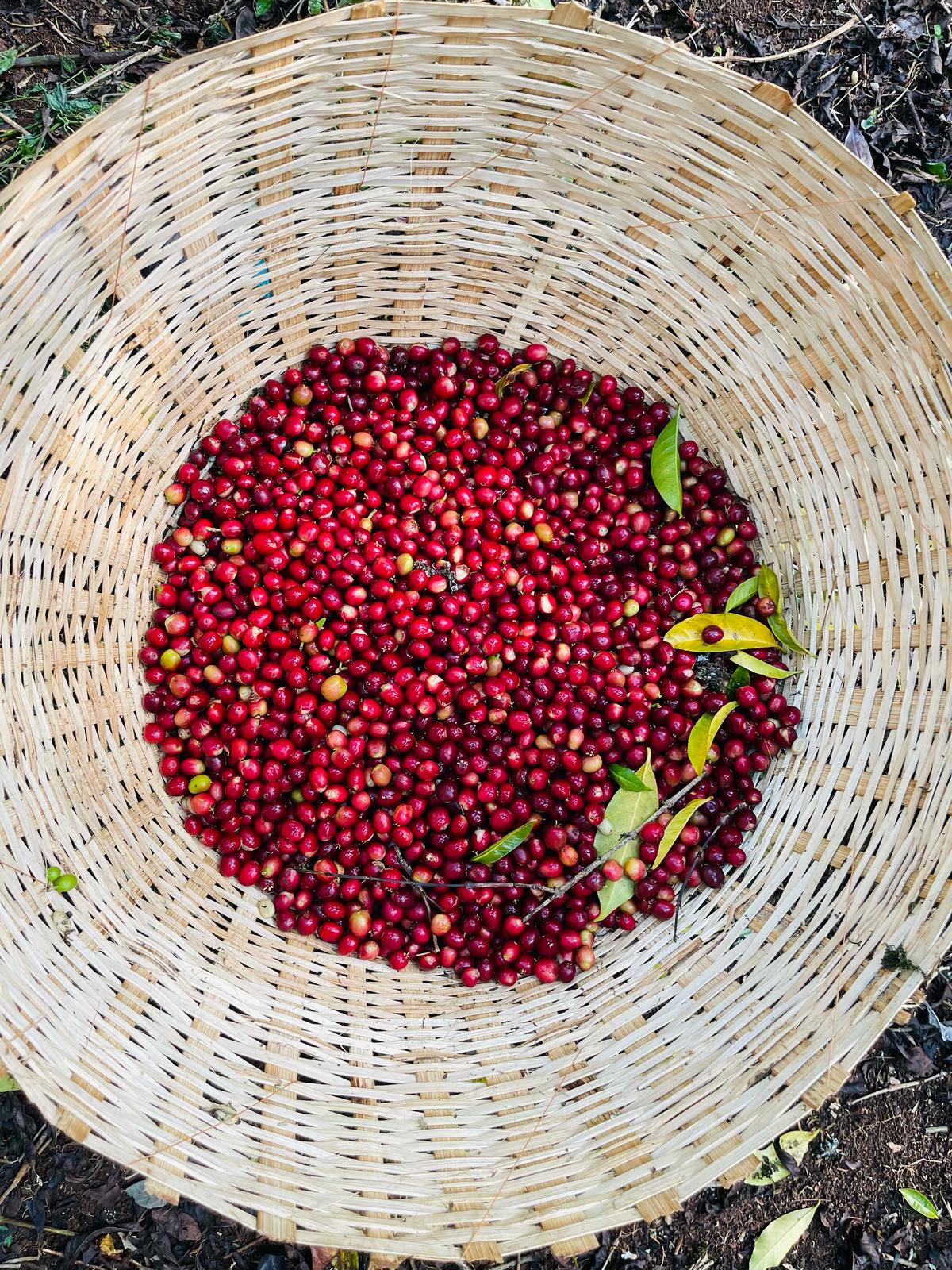 Gerba Dogo. Cafe de Etiopia - Image 3