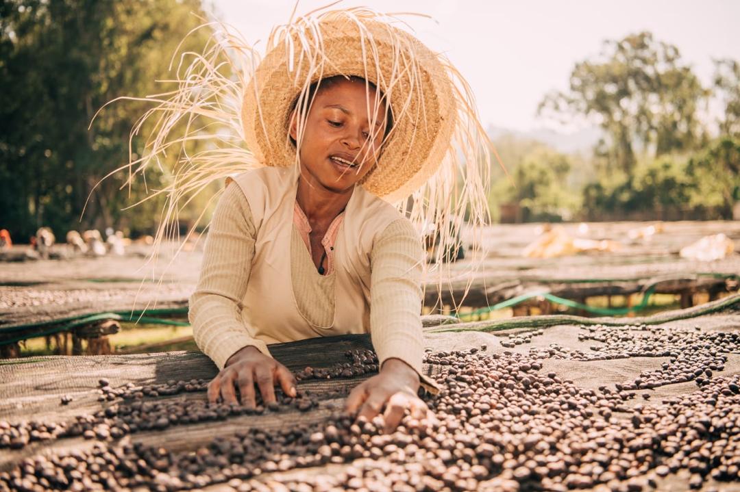 Gesha. Cafe de Etiopia - Image 2