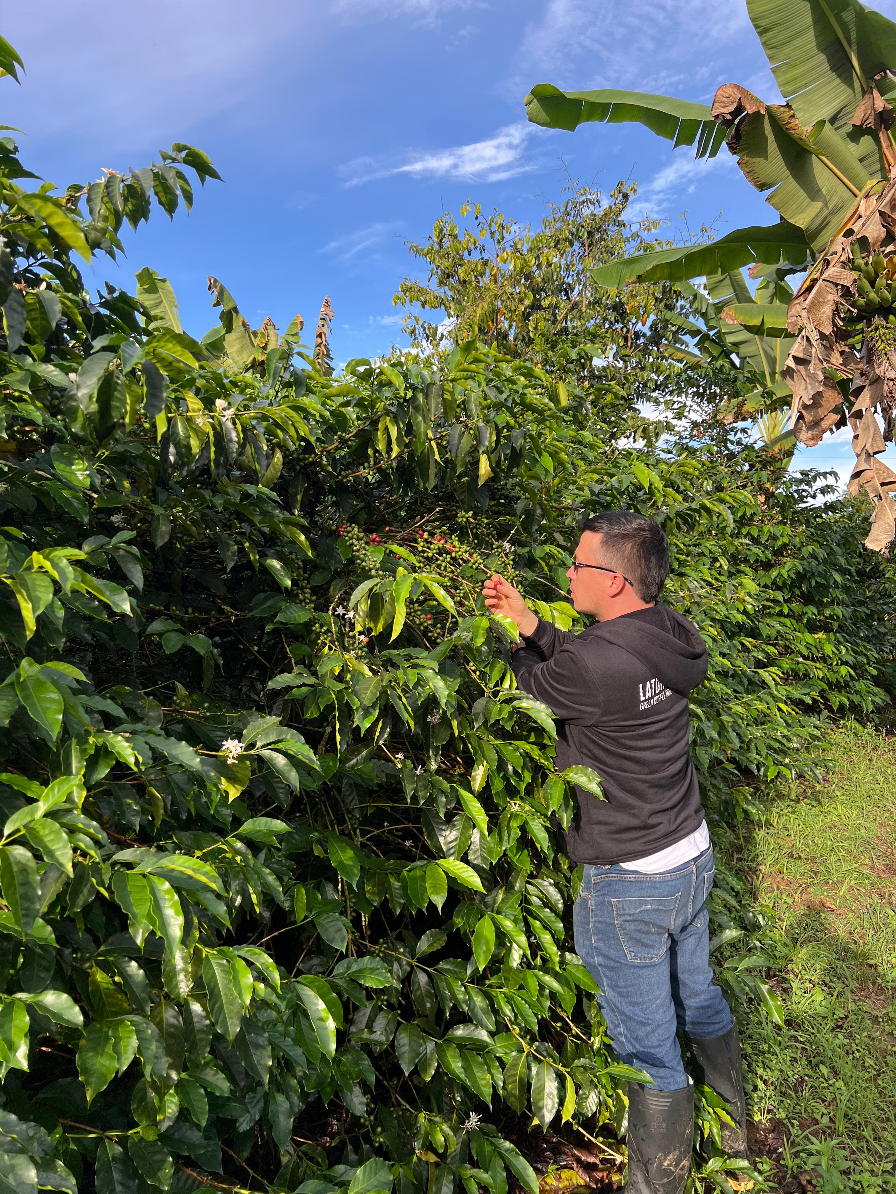 Golden Peach. Café de Colombia - Image 2