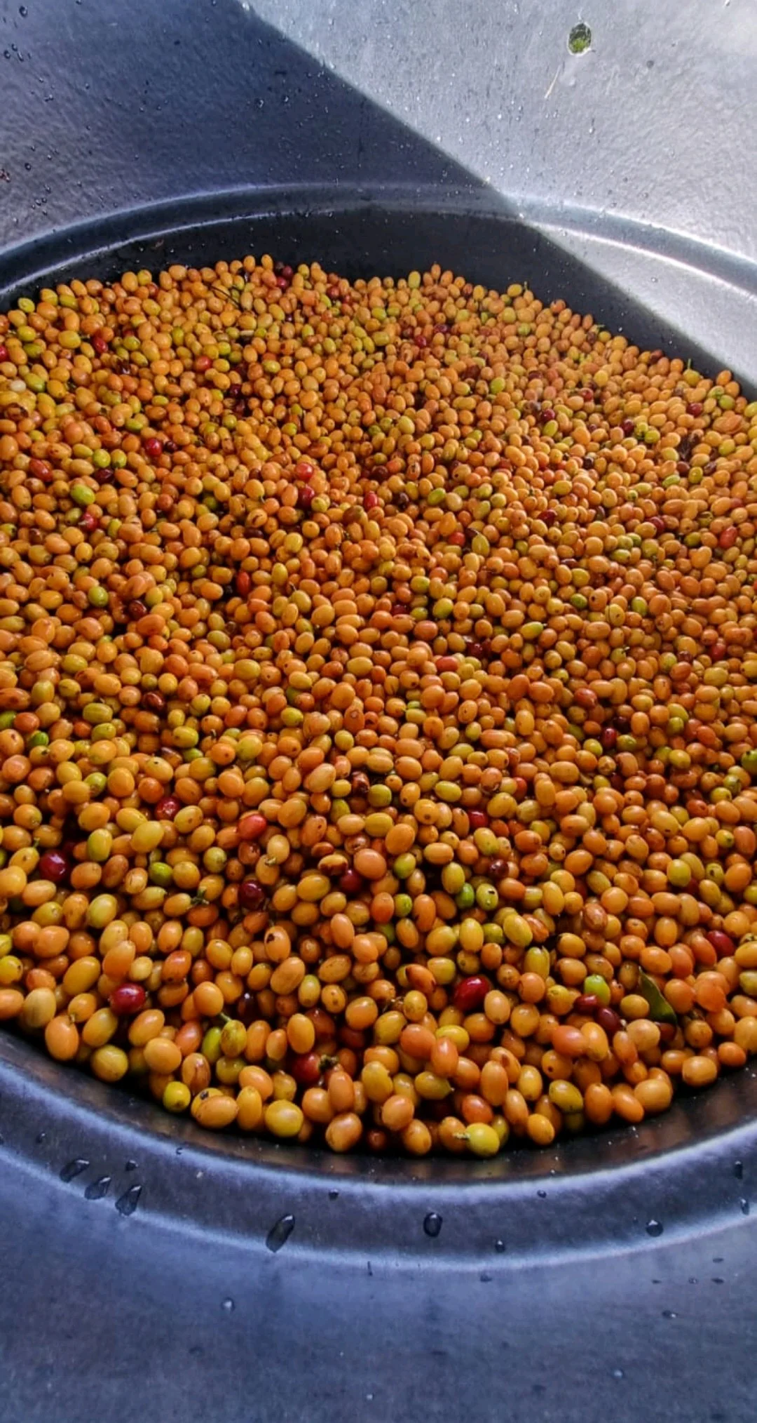 Golden Peach. Café de Colombia - Image 4