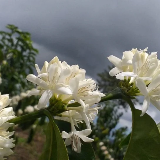 Granja La Esperanza. Geisha XO. Café de Colombia - Image 4