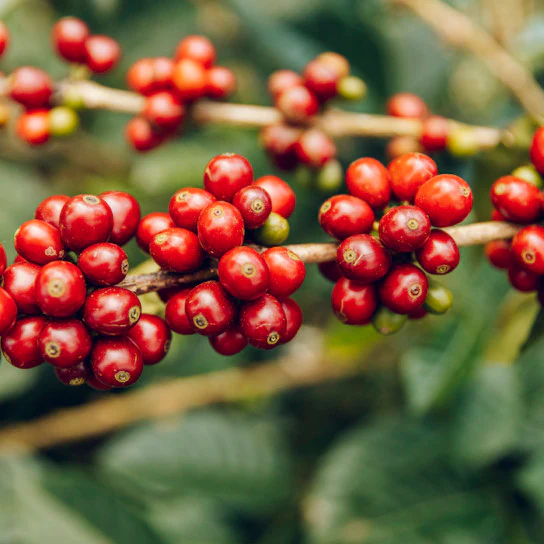 Granja La Esperanza. Geisha XO. Café de Colombia - Image 5