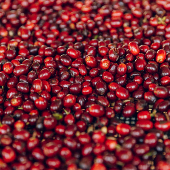 Granja La Esperanza. Geisha XO. Café de Colombia - Image 6