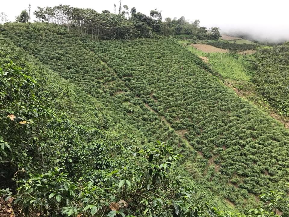Habitat Forest . Café De Ecuador. - Image 2