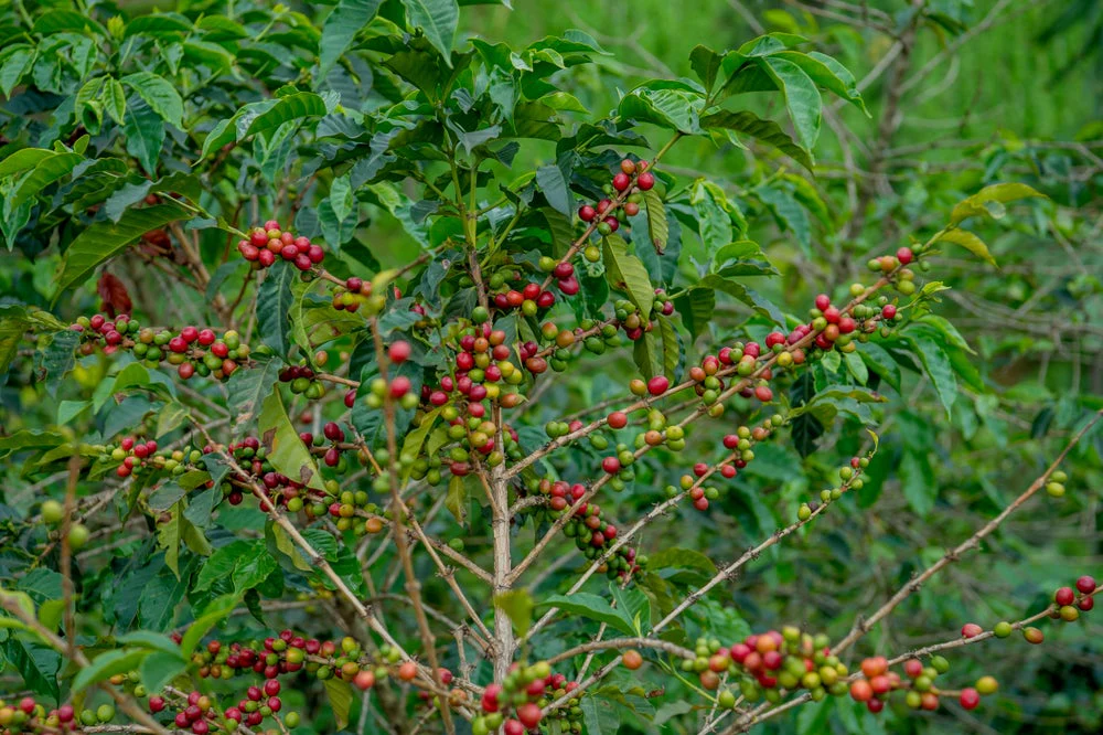 Humure.  Café de Ruanda - Image 2