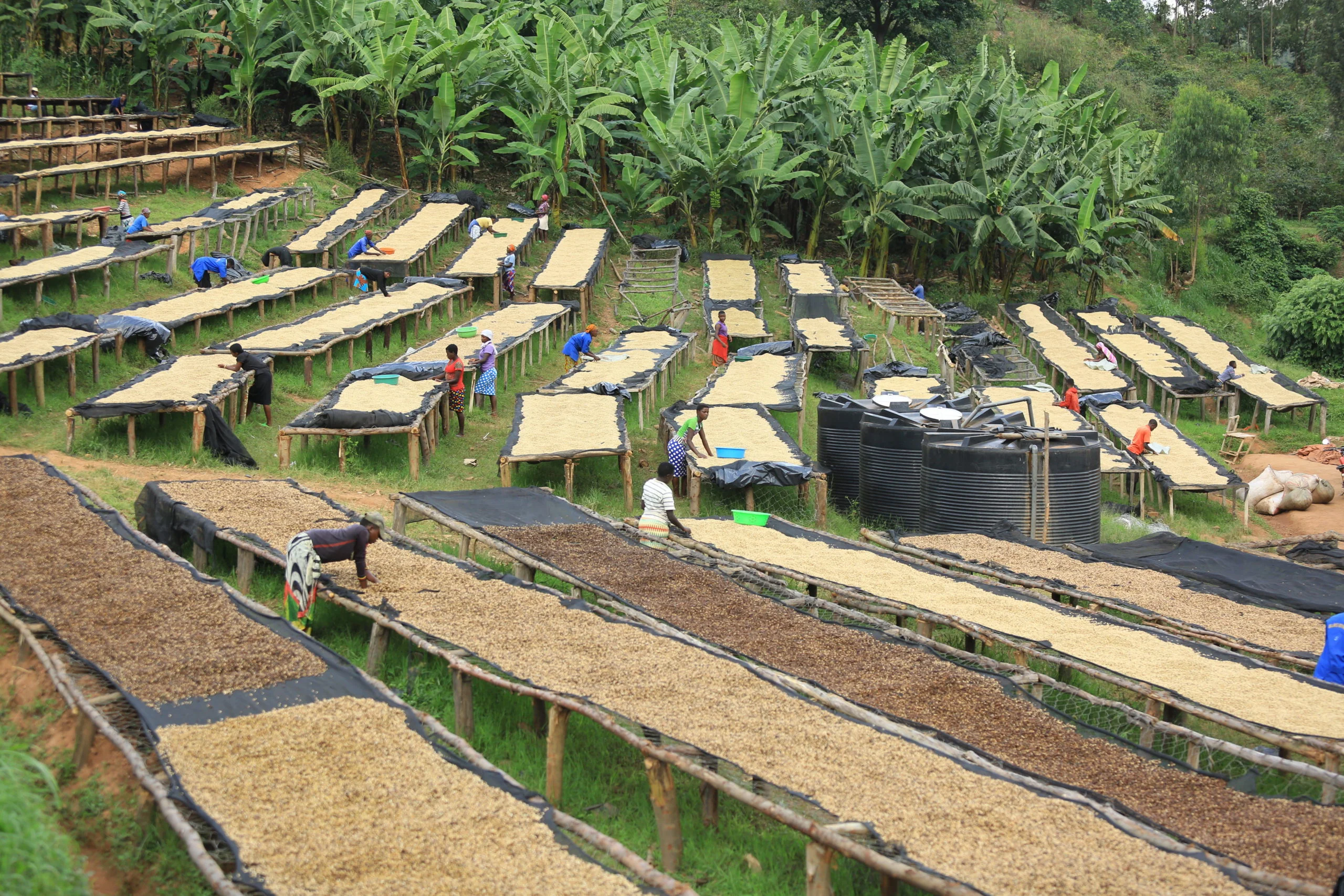 Humure.  Café de Ruanda - Image 3