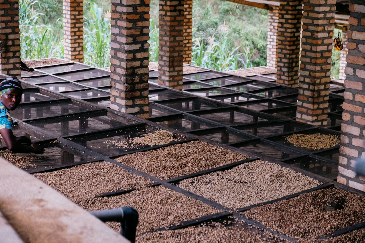 Humure.  Café de Ruanda - Image 5
