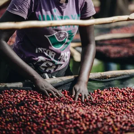 Huye Mountain. Café de Ruanda - Image 3