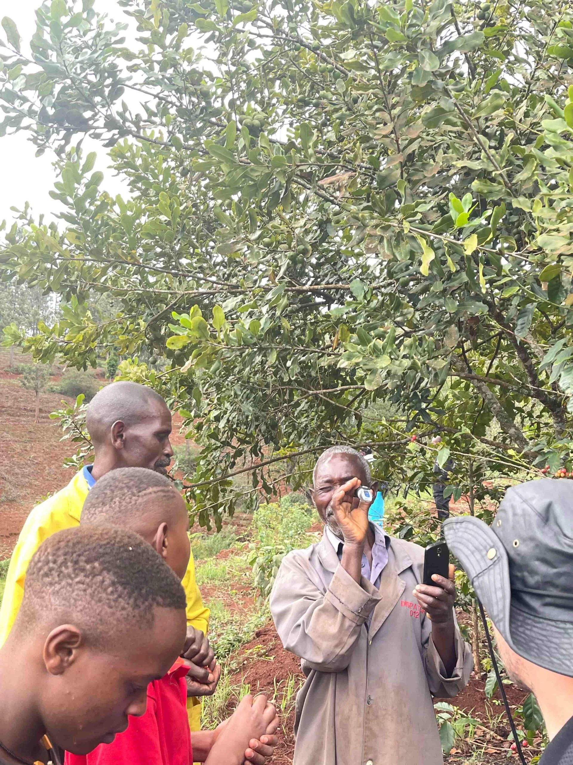 Ichamama. Cafe de kenia - Image 2