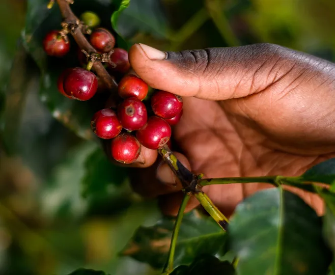 Isani AA. Café de Tanzania - Image 2