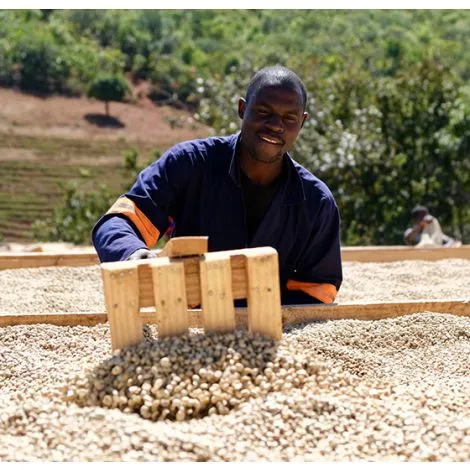 Isani AA. Café de Tanzania - Image 3
