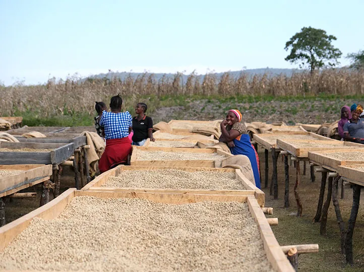 Isani AA. Café de Tanzania - Image 4
