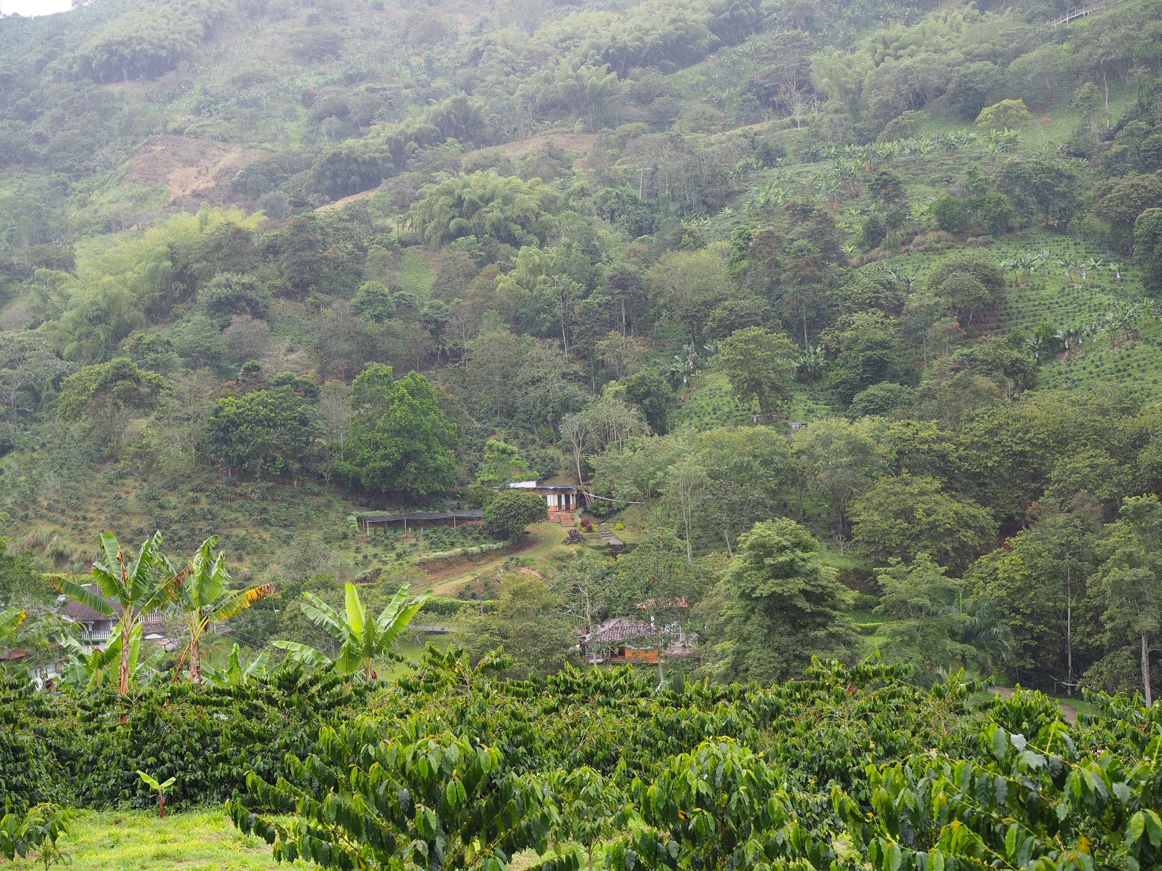 Java Natural. Puerto Alegre. Natural anaeróbico. Café de Colombia - Image 2
