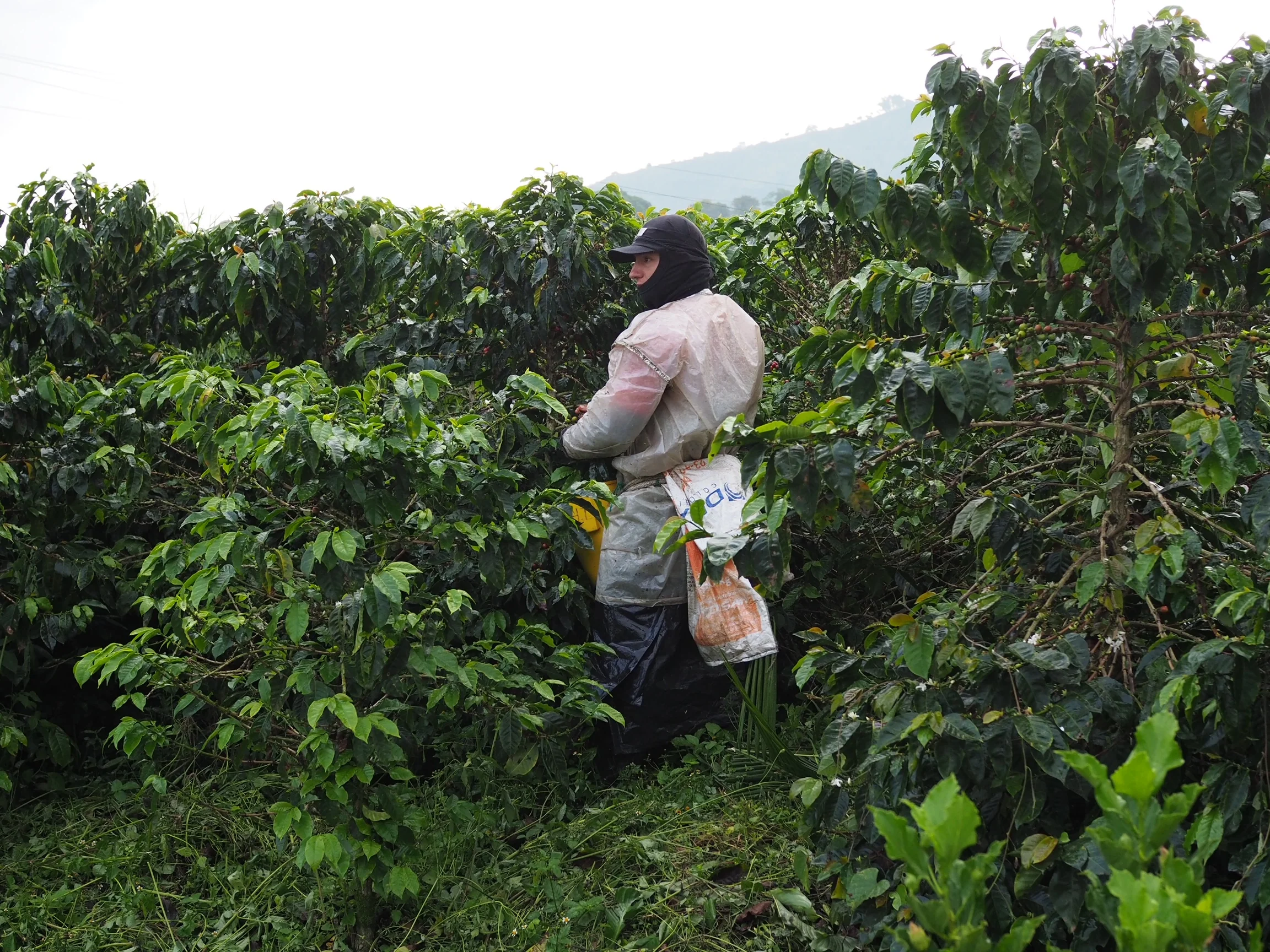 Java Natural. Puerto Alegre. Natural anaeróbico. Café de Colombia - Image 3
