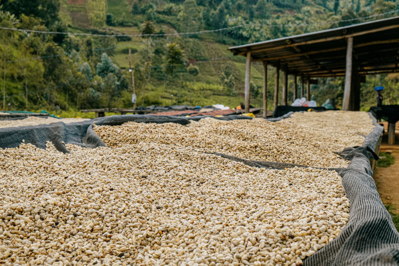 Karambi. Café de Ruanda - Image 4