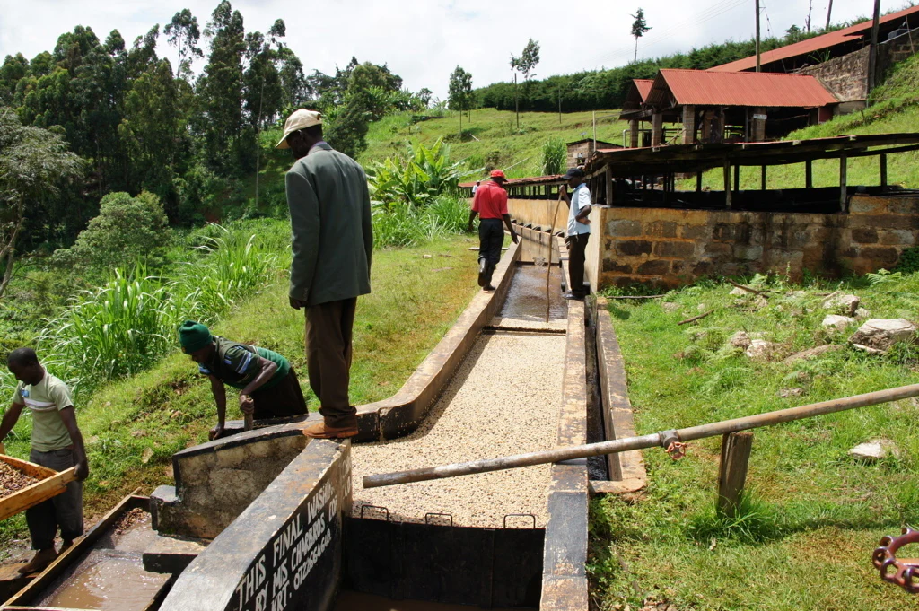 Karumandi. Cafe de kenia - Image 4