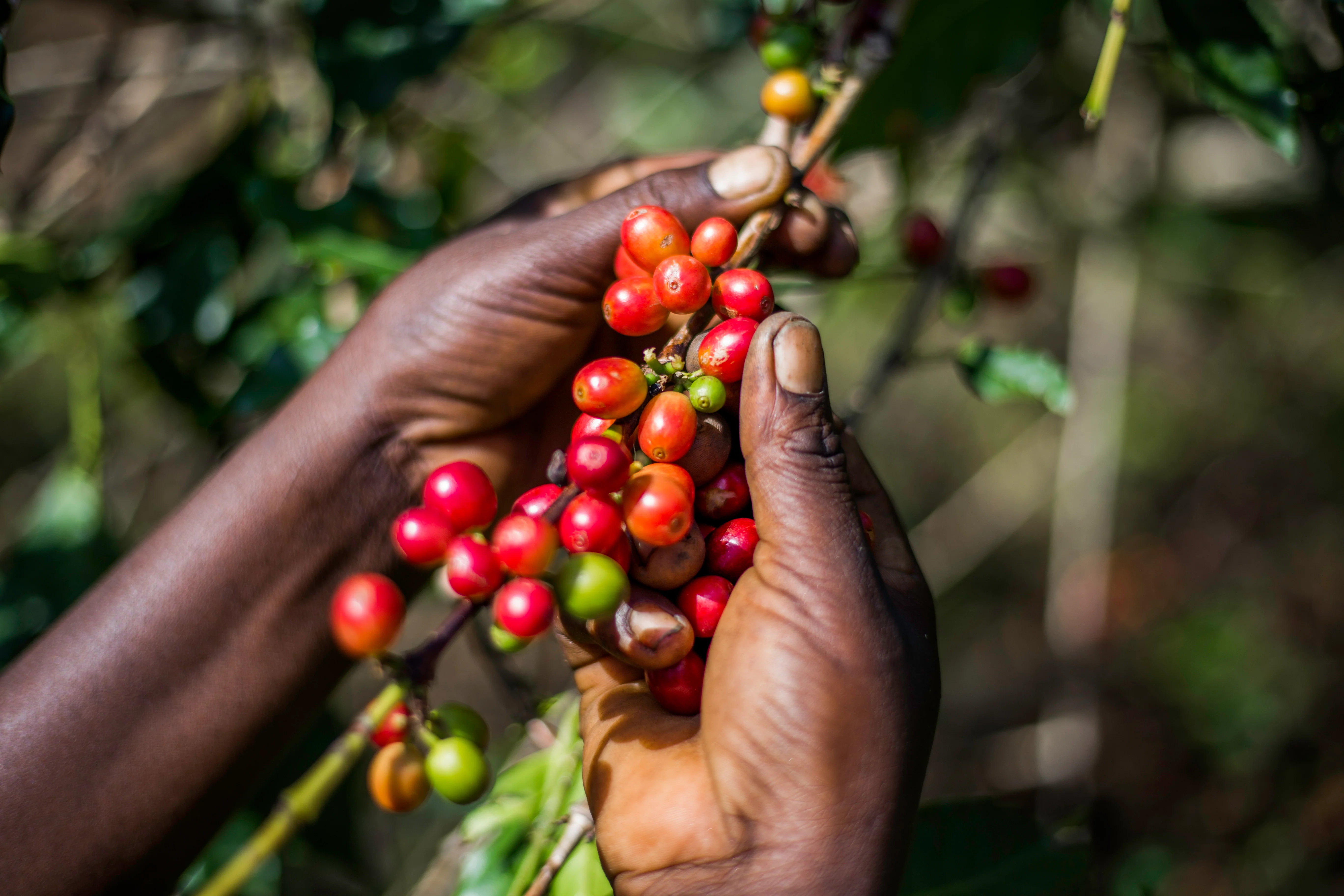 Kasese . Cafe de Uganda - Image 2