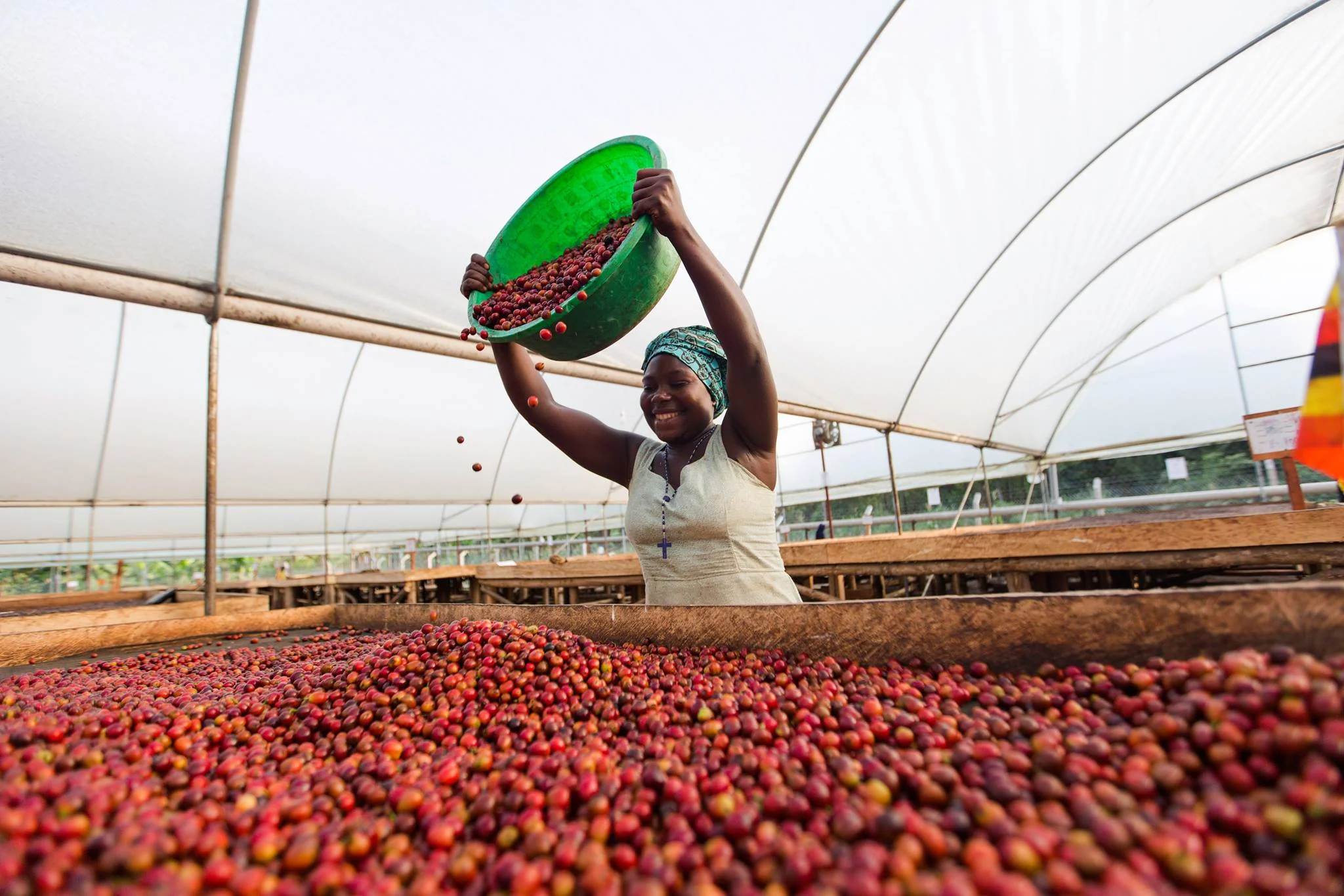 Kasese . Cafe de Uganda - Image 3