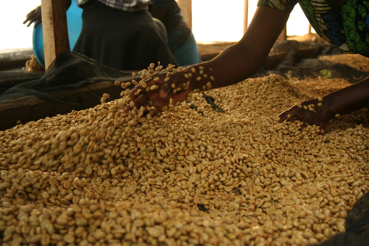 Katogo . Cafe de Uganda - Image 4