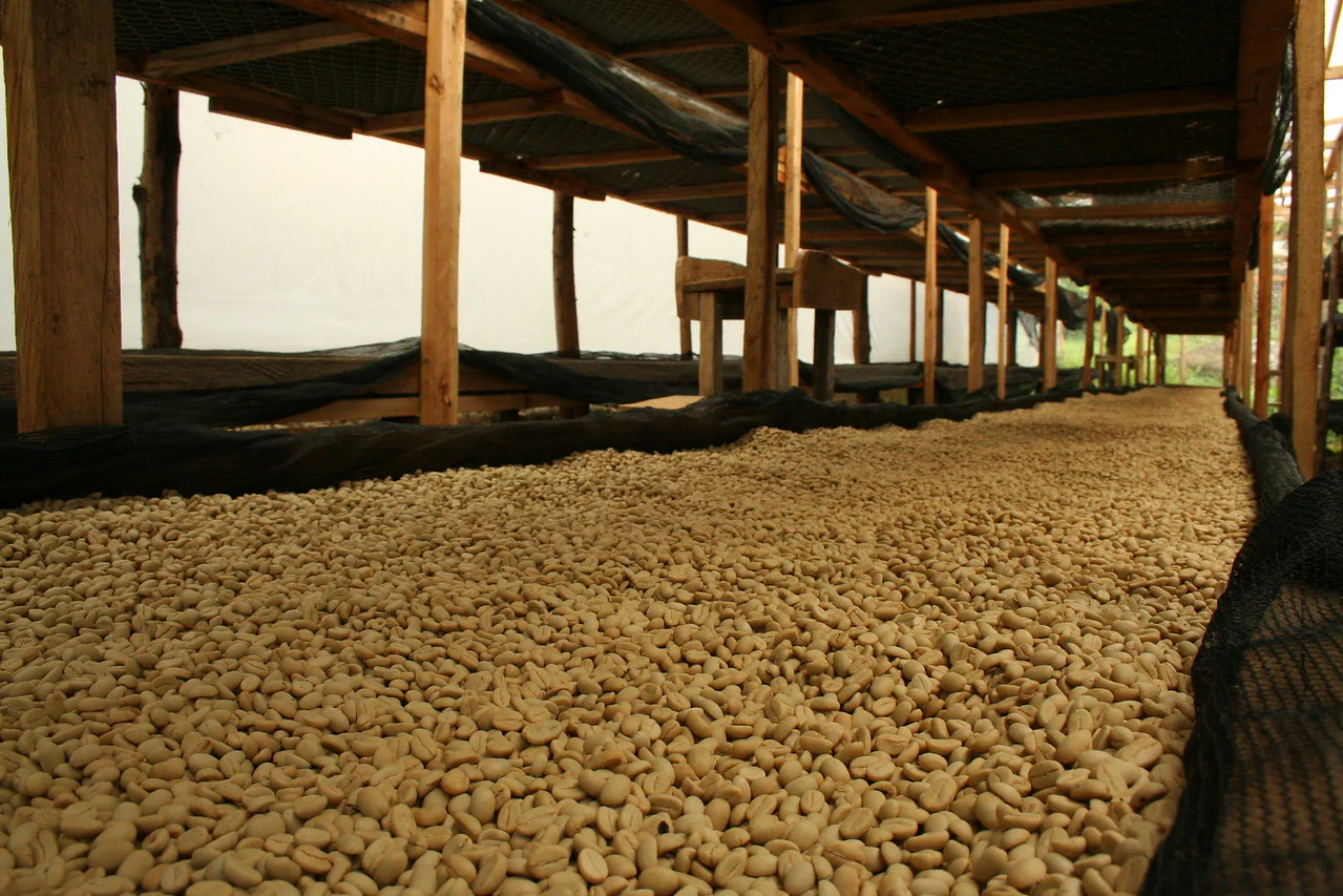 Katogo . Cafe de Uganda - Image 5
