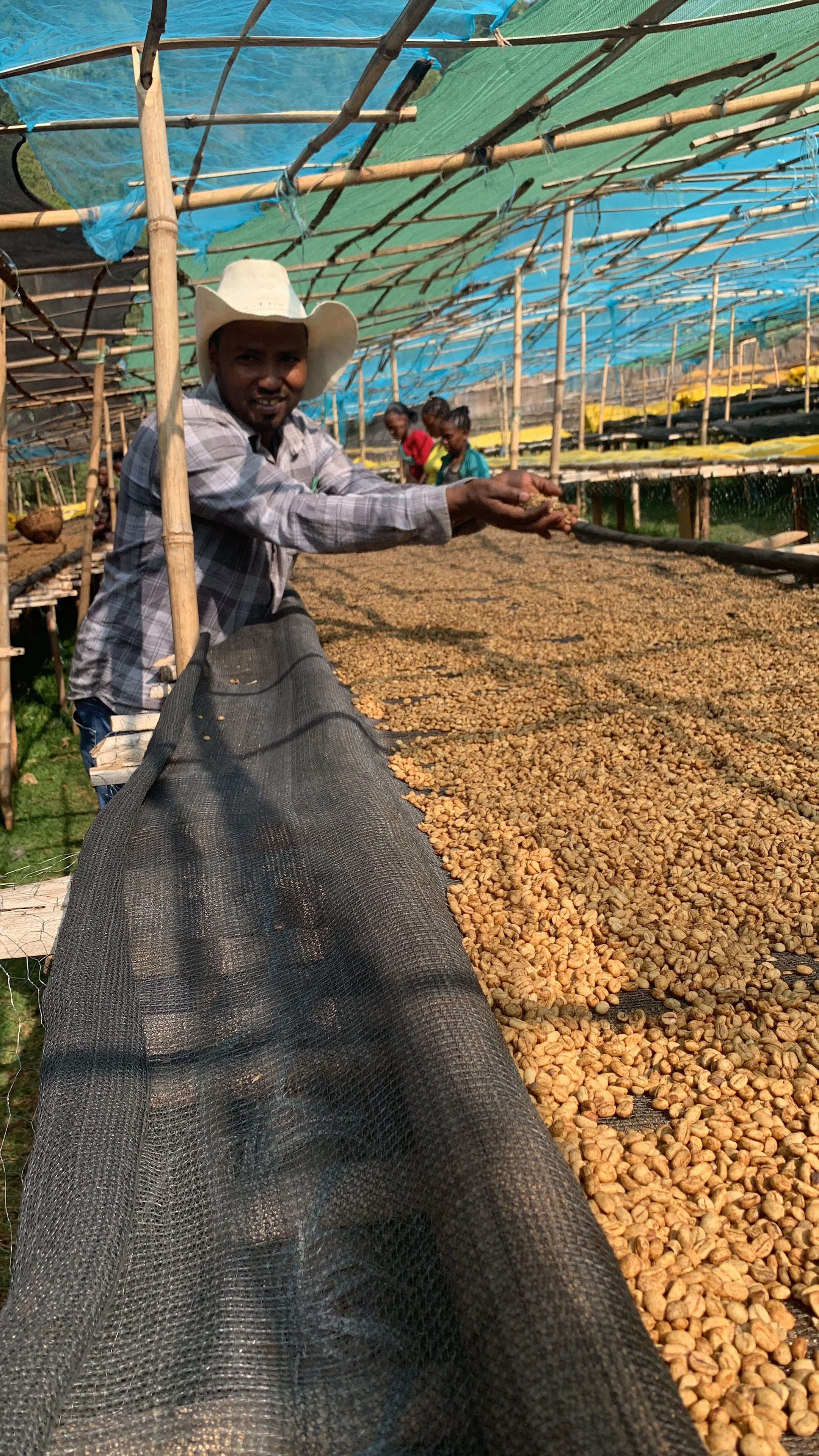 Kedamesa. Cafe de Etiopia - Image 2