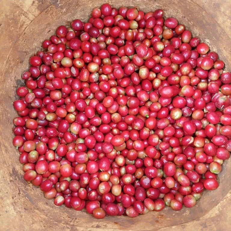 Kegwa AA. Café de Kenia - Image 3