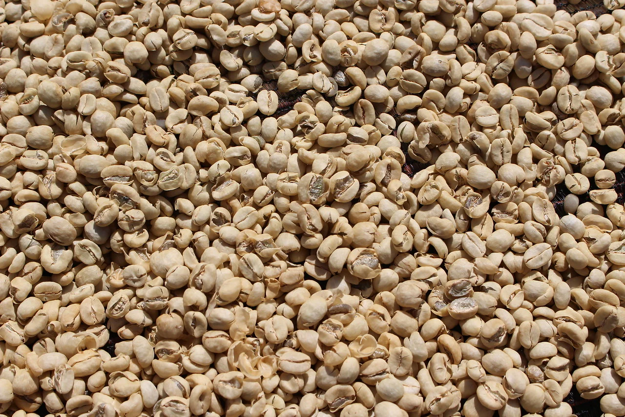 Kegwa AA. Café de Kenia - Image 4
