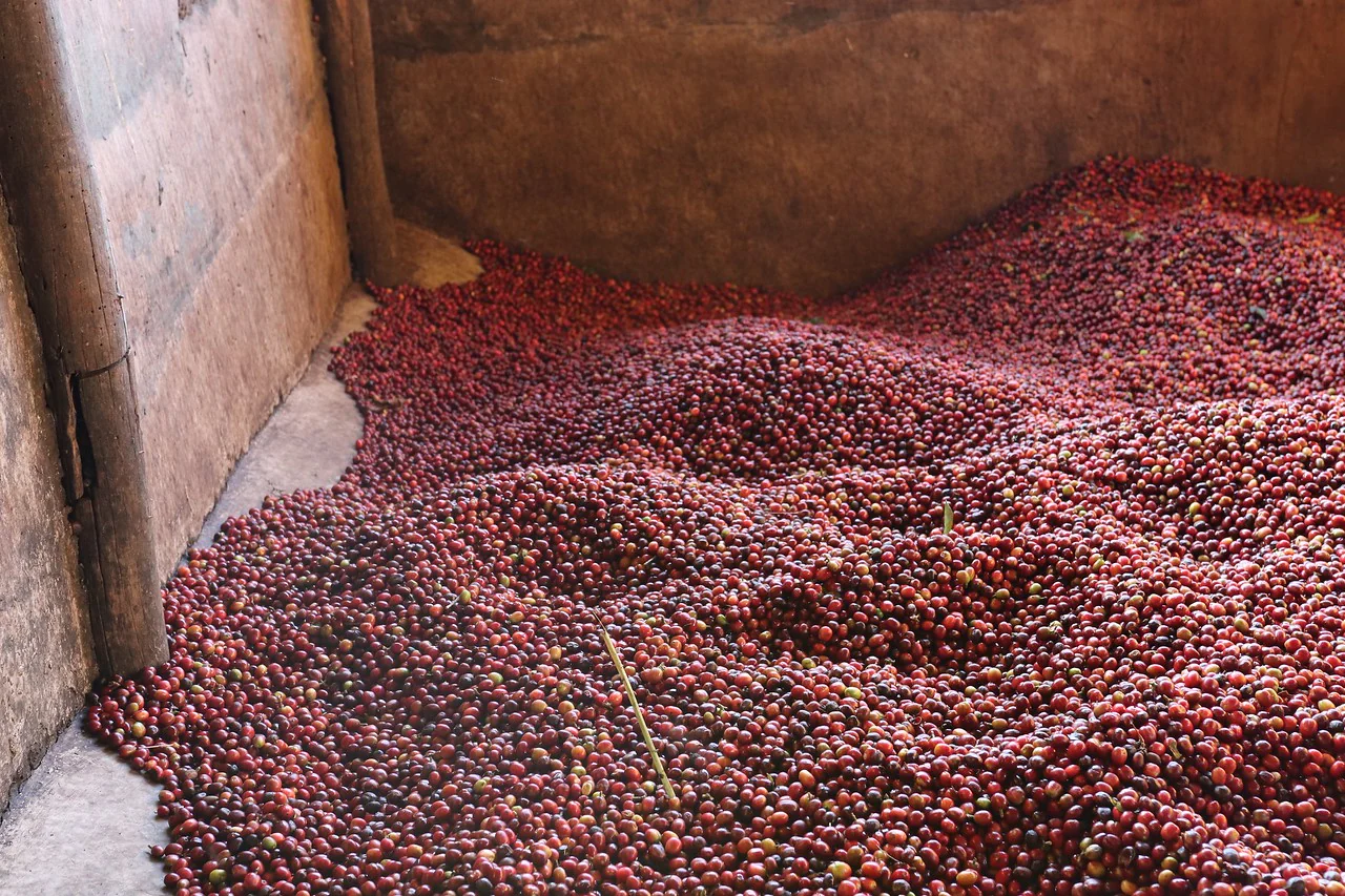 Keramo Lot#2. Café de Etiopía. - Image 3
