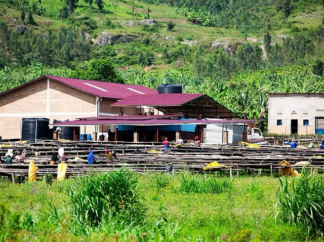 Kigoma. Café de Ruanda - Image 3