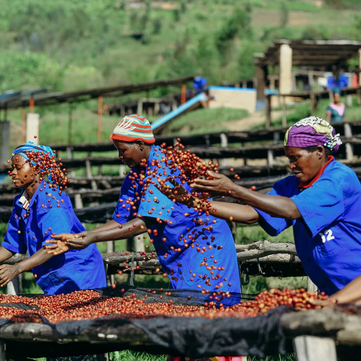 Kigoma. Café de Ruanda - Image 5