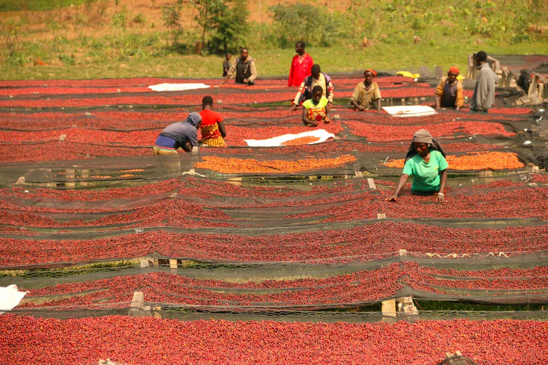 Kilimbi. Café de Ruanda - Image 2