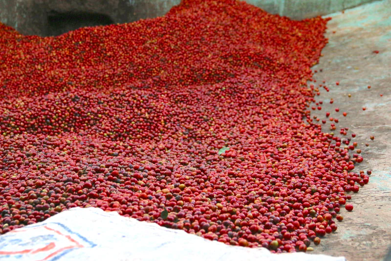 Kilimbi. Café de Ruanda - Image 3