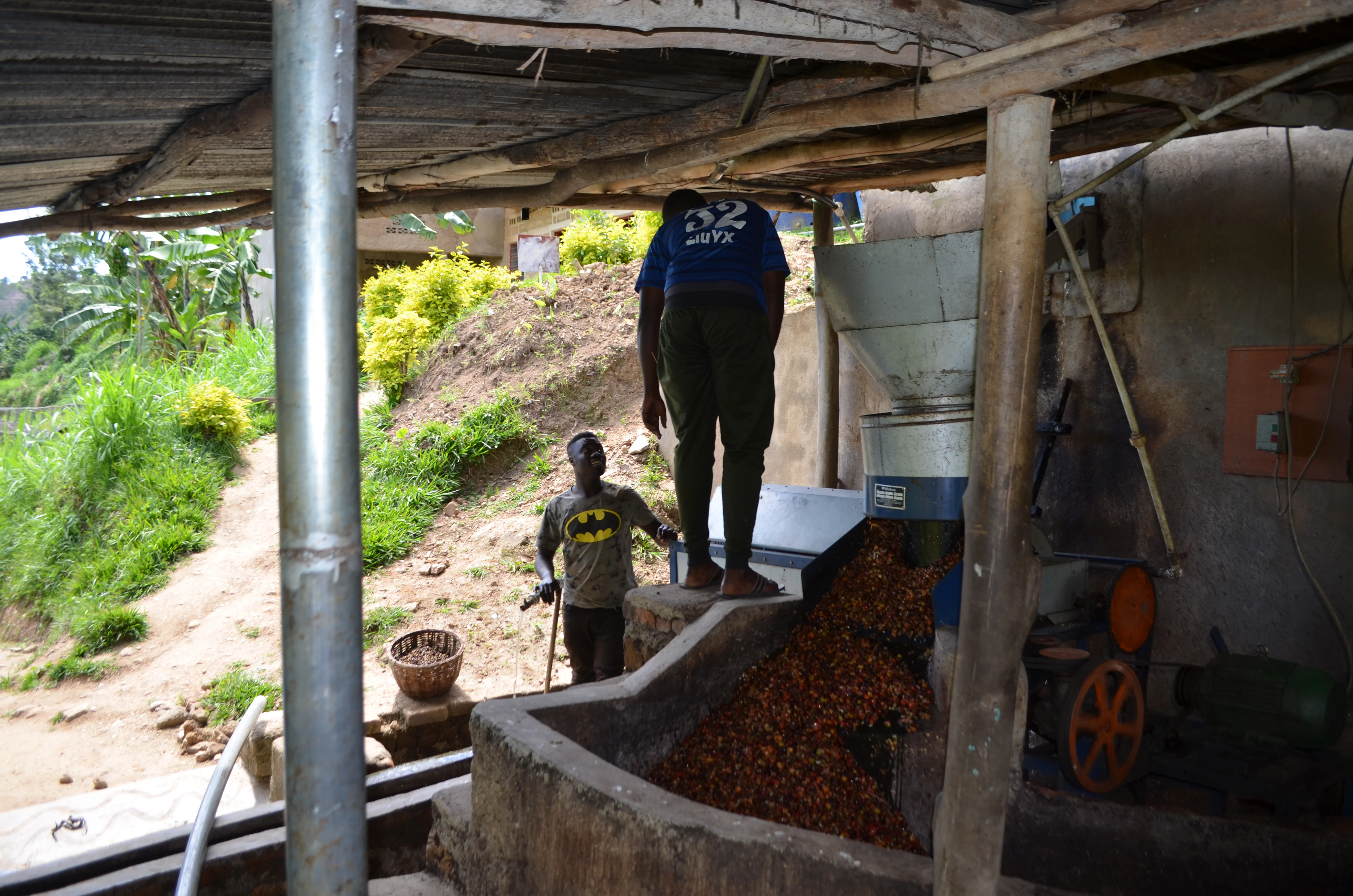 Kirunga. Café de Ruanda - Image 2