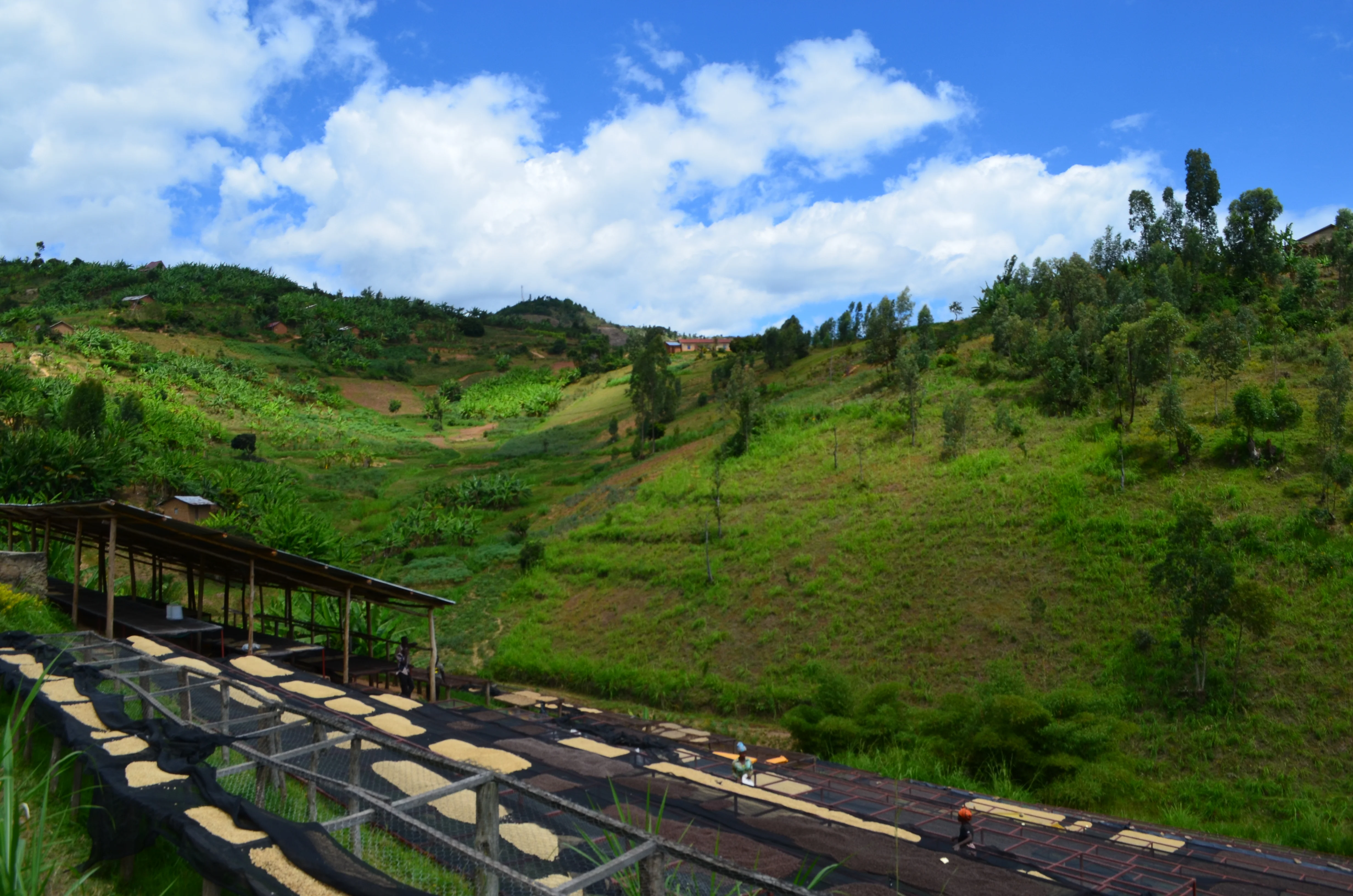 Kirunga. Café de Ruanda - Image 3