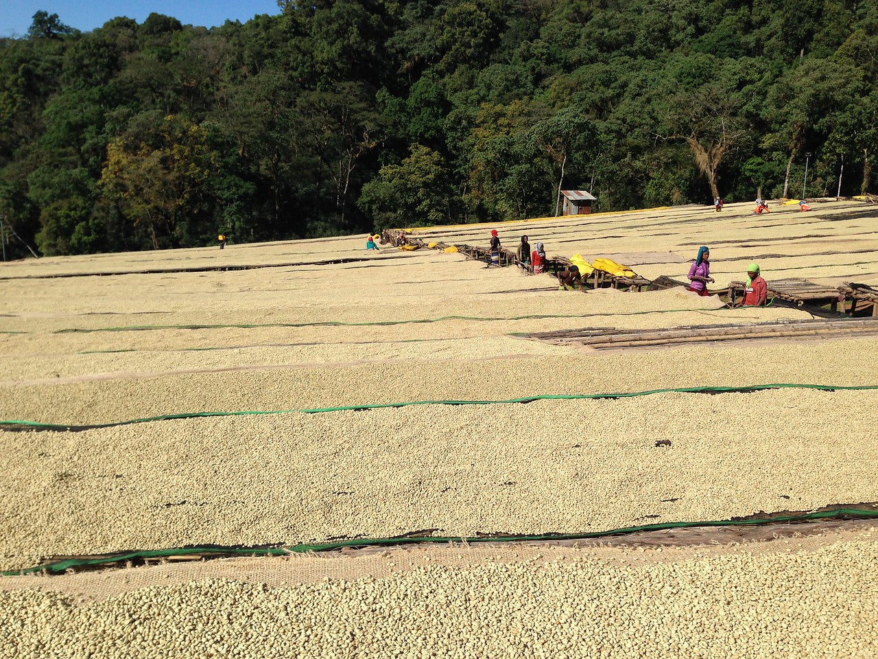 Konga . Cafe de Etiopia - Image 3