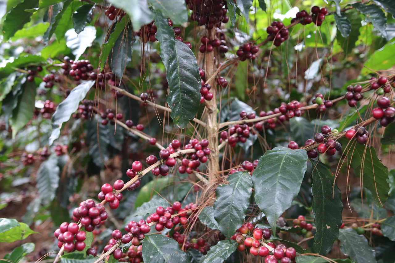 La Bendicion. Café de Honduras. - Image 2