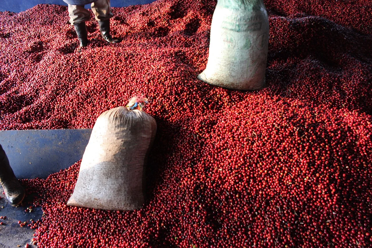 La Cabaña. Cafe De Guatemala - Image 2