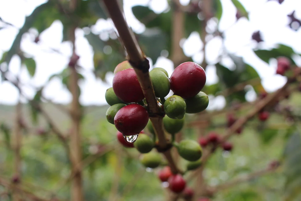 La Colmena. Café de Perú - Image 2