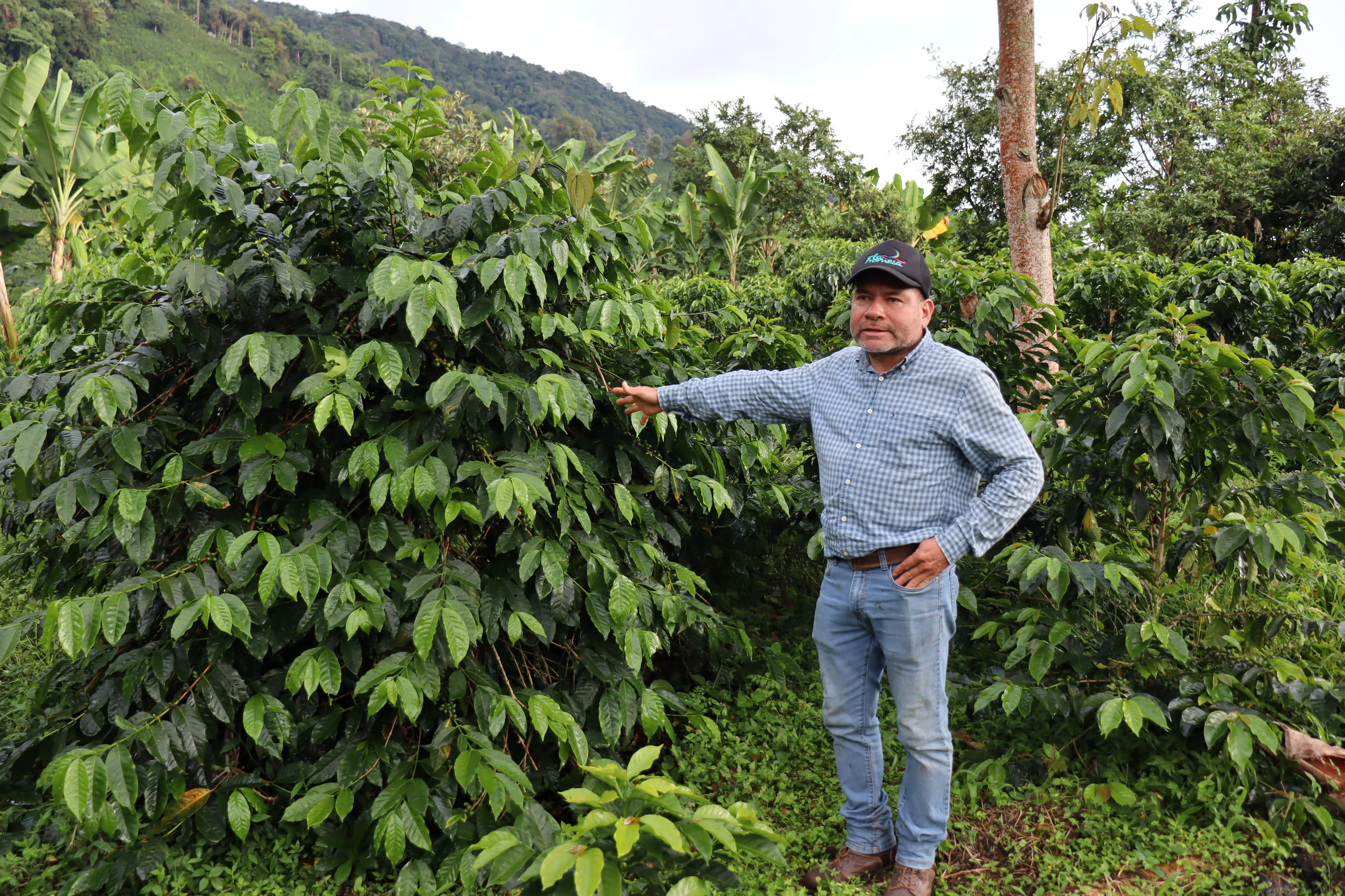 La Divisa . Café de Colombia - Image 3