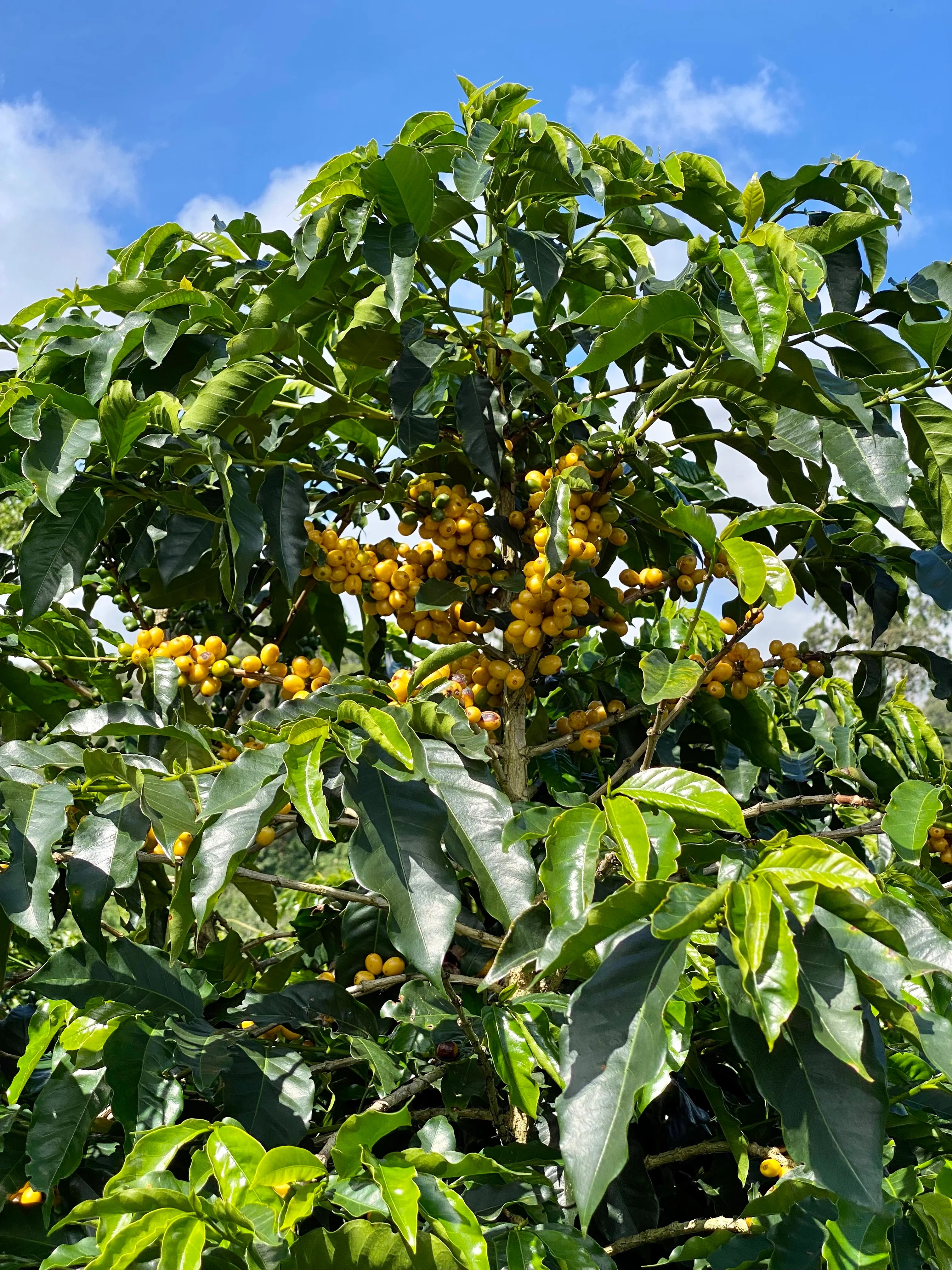 La Esperanza. Cafe de Costa Rica - Image 3