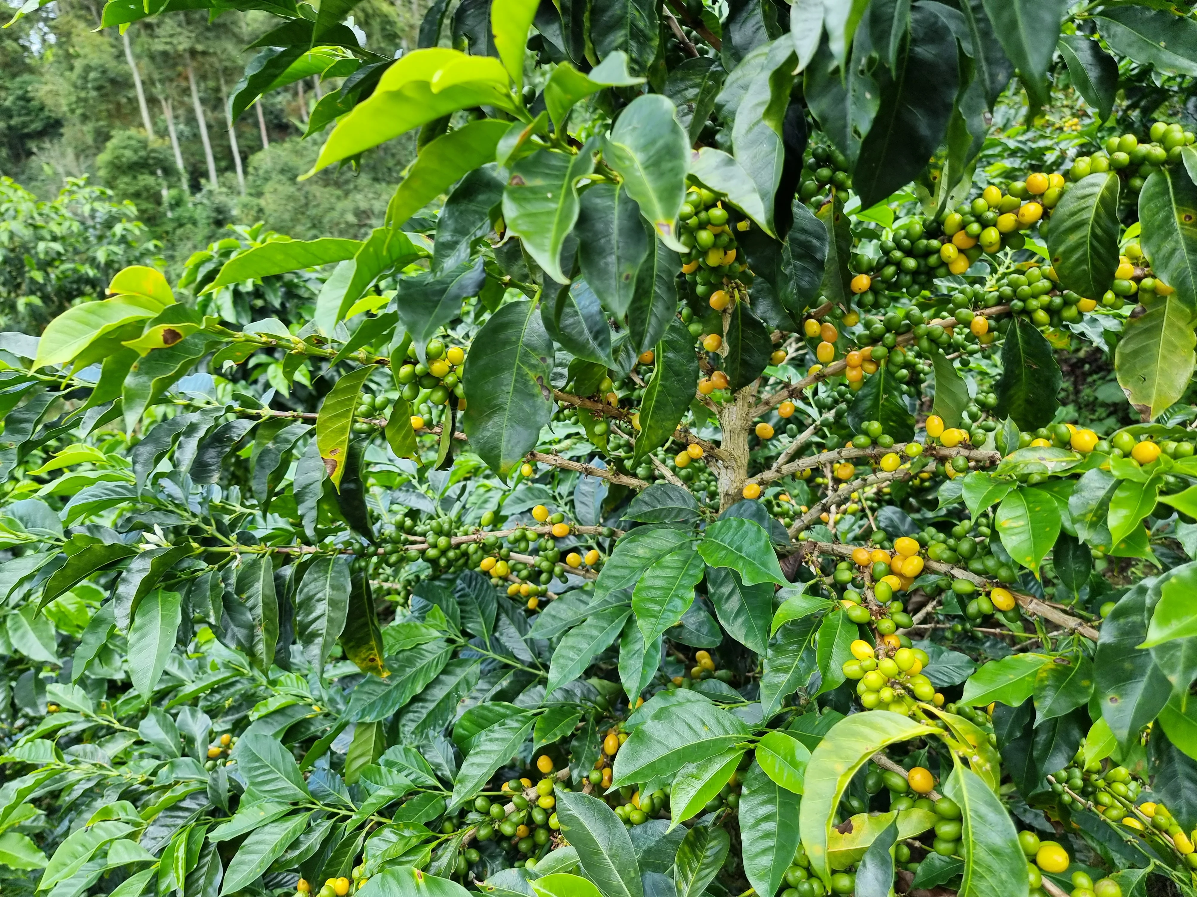 La Esperanza. Café de Perú - Image 2