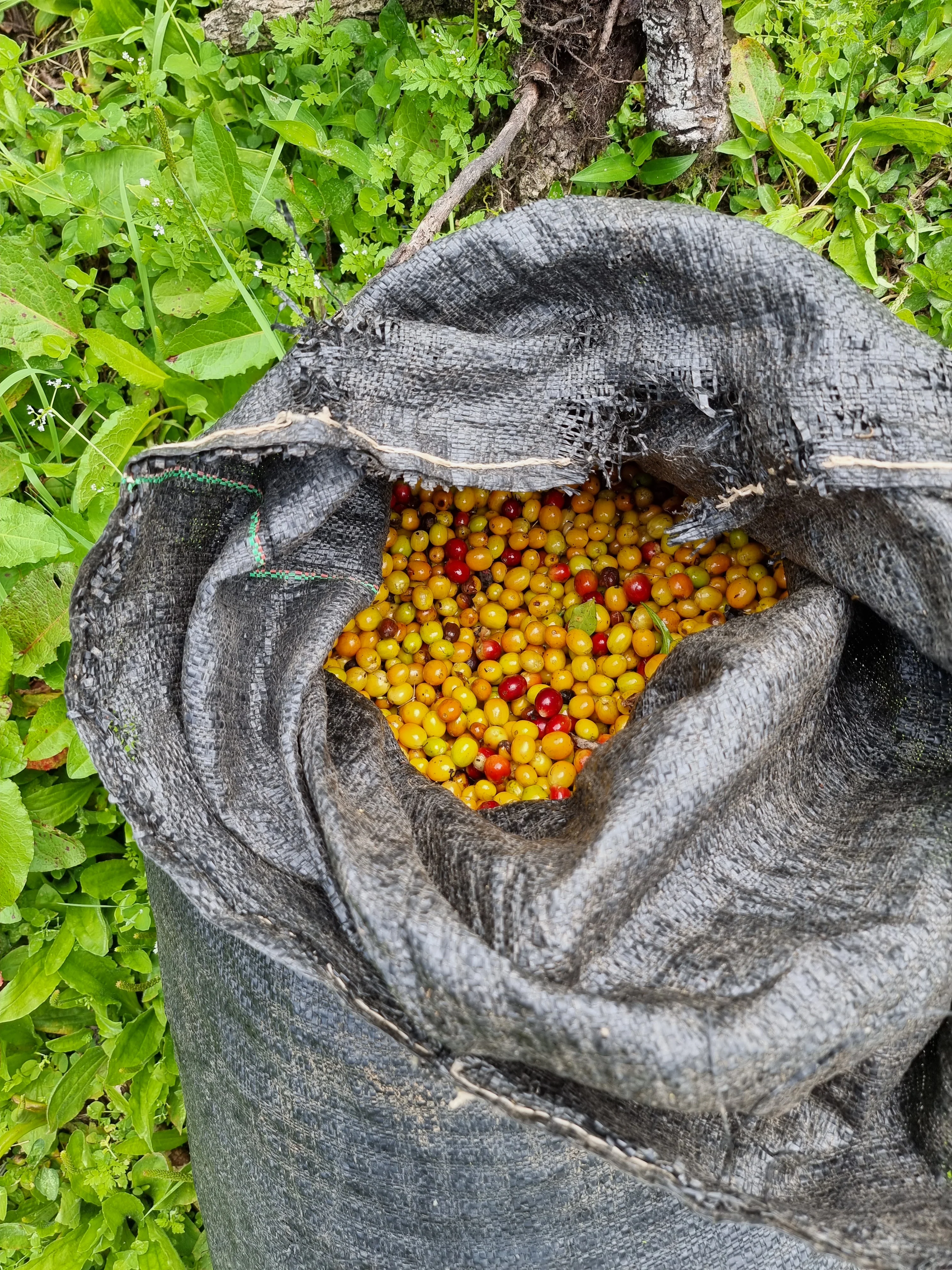 La Esperanza. Café de Perú - Image 3
