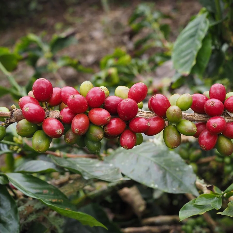 La Esperanza. Geisha. Café de Colombia - Image 3