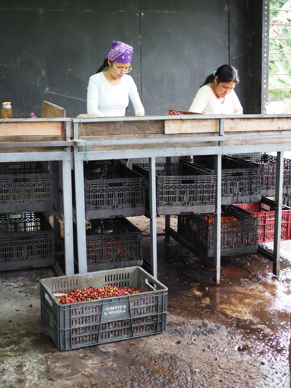 La Esperanza. Geisha. Café de Colombia - Image 6