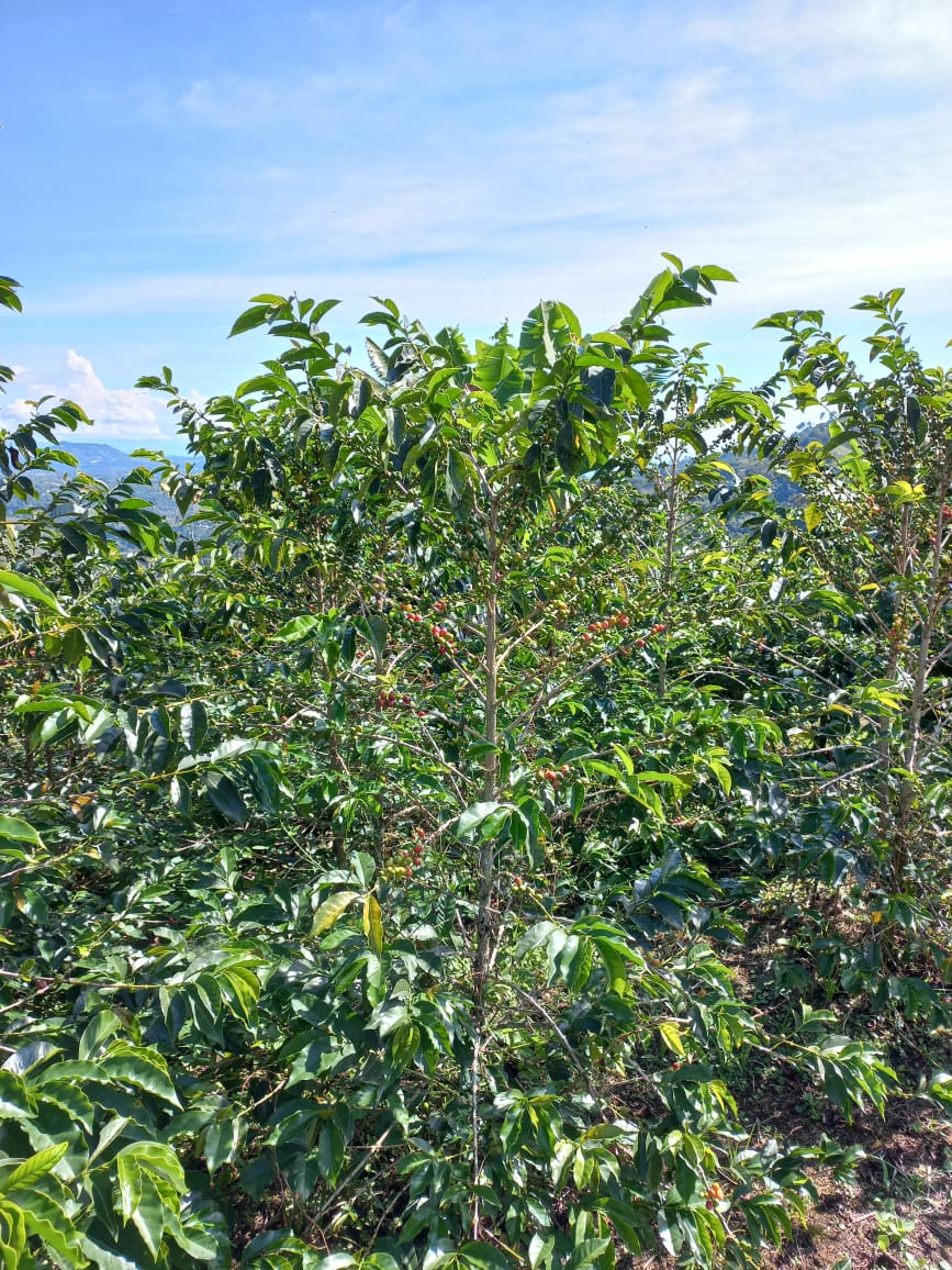 La Lumbrera . Café de Colombia. - Image 2
