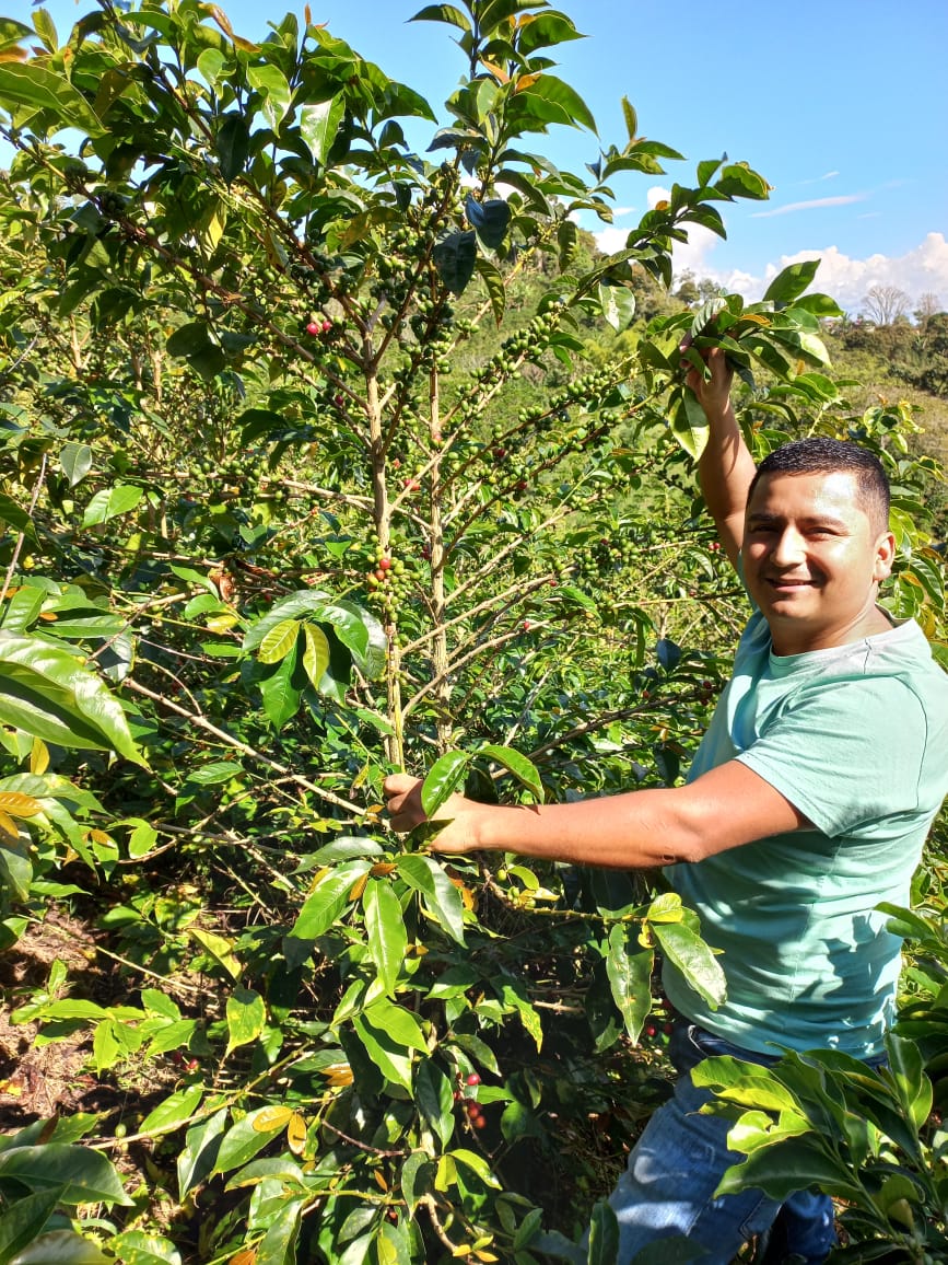 La Lumbrera . Café de Colombia. - Image 3