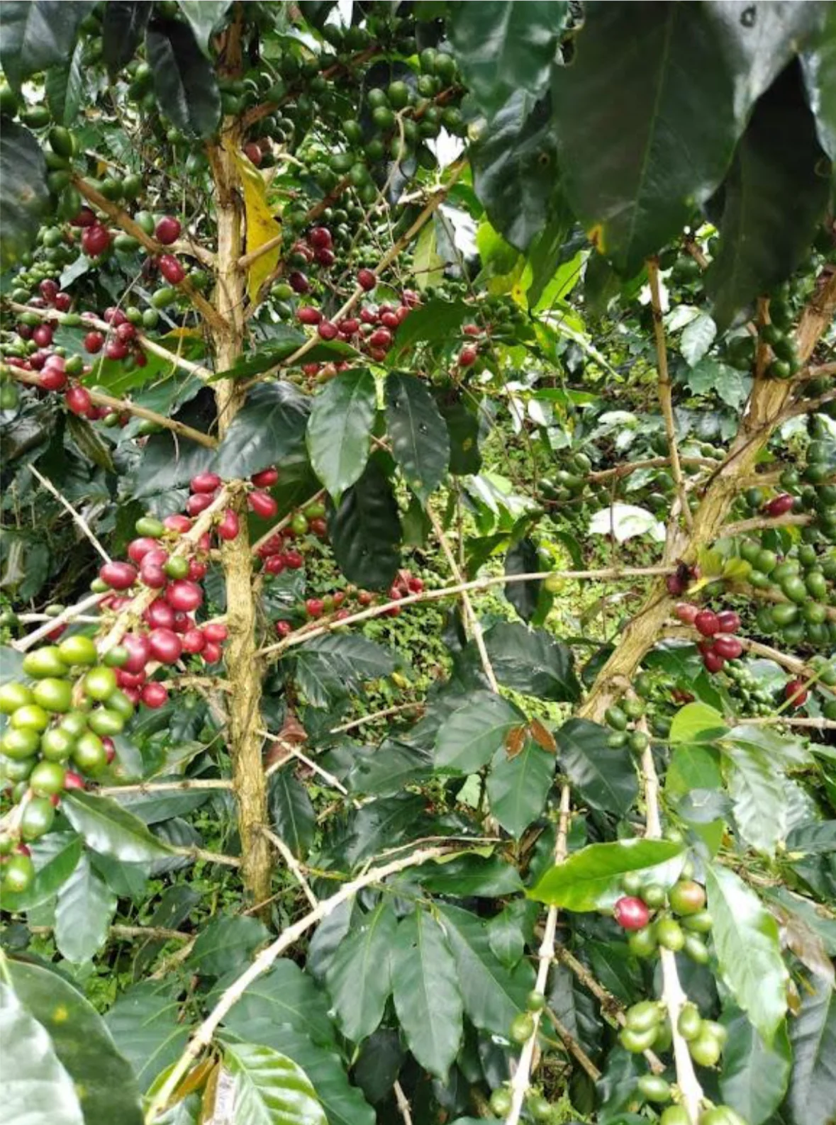 La Mina. Café de Colombia - Image 3