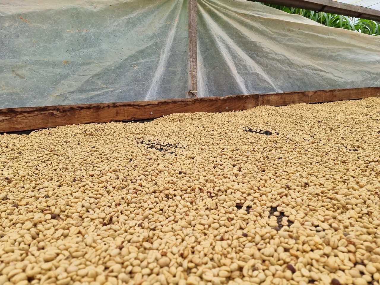 La Naranja. Café de Perú - Image 3