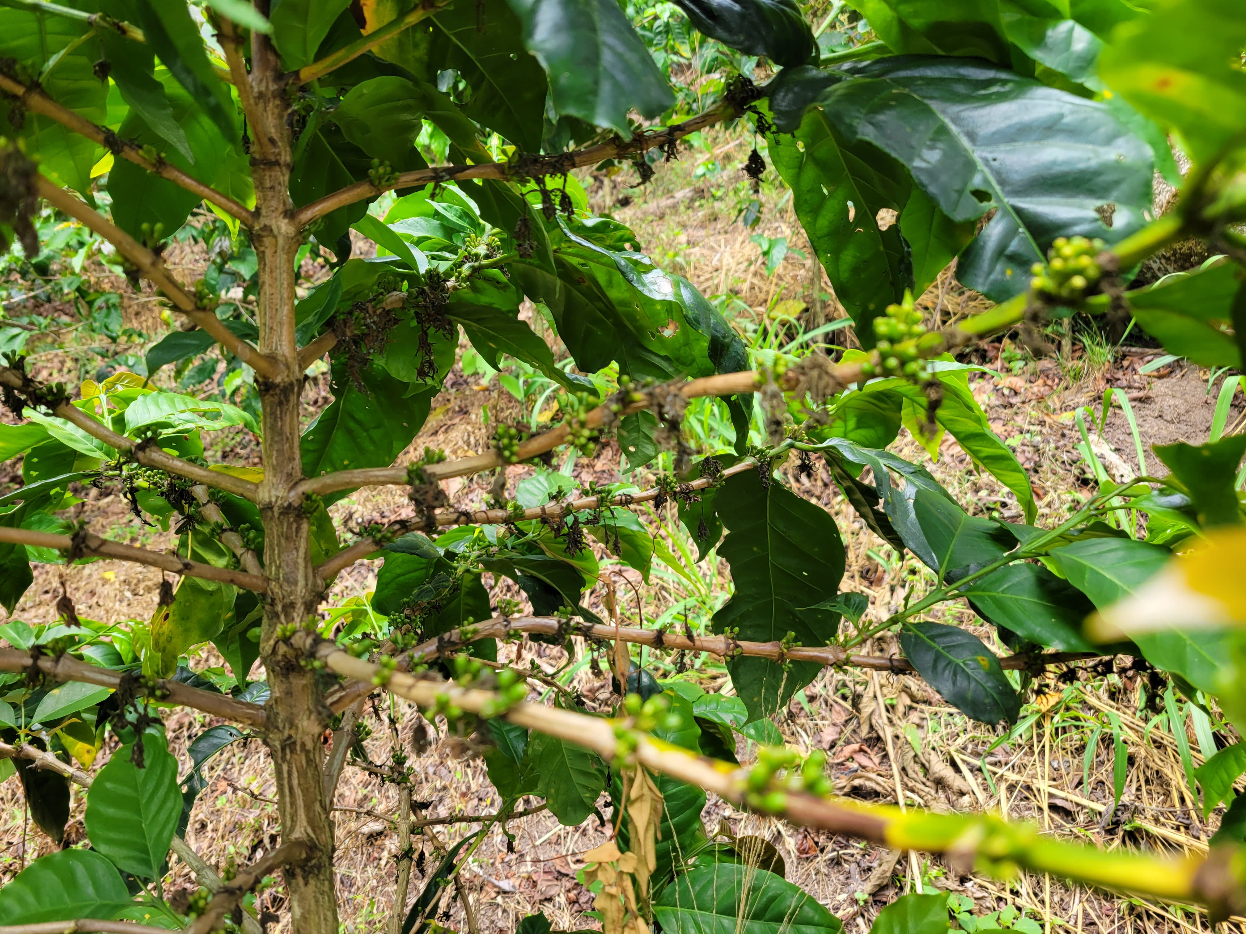 La Picona. Cafe de Nicaragua - Image 2