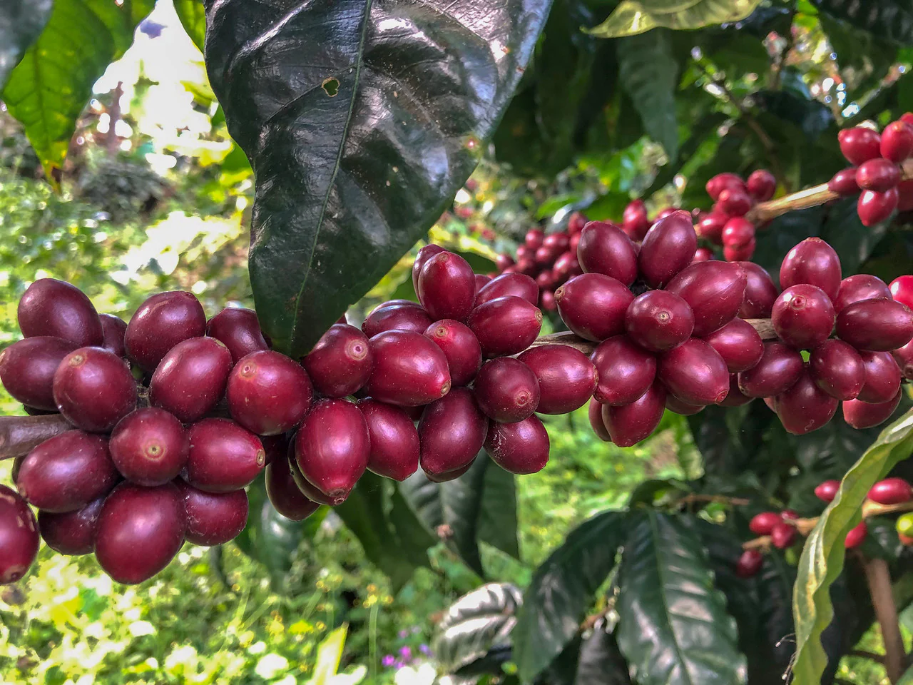 La Picona. Cafe de Nicaragua - Image 3